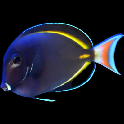 Saltwater Fish
