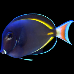 Whitecheek Tang