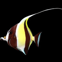 Moorish Idol EXPERT ONLY