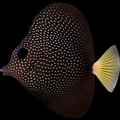 Saltwater Fish