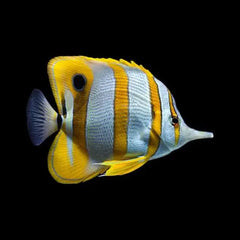 Copperband Butterflyfish