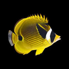Raccoon Butterflyfish