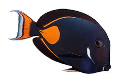 Achilles Tang