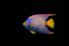 Queen Angelfish