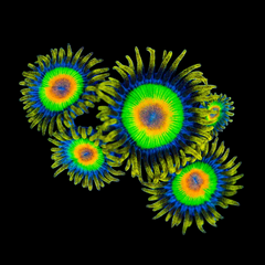 Rasta Zoas