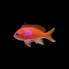 Squareback Anthias