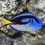 Yellow Belly Blue Hippo Tang