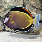 Saltwater Fish
